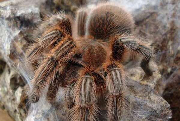 nhện khổng lồ