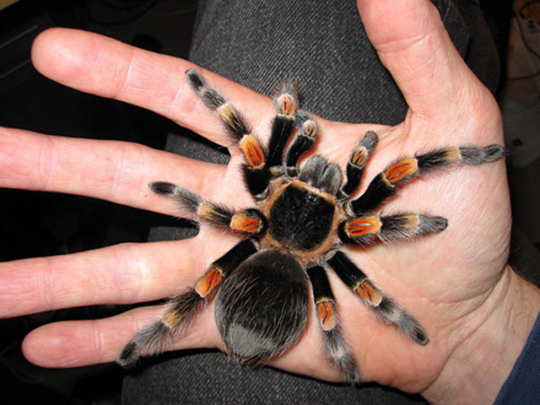 nhện khổng lồ